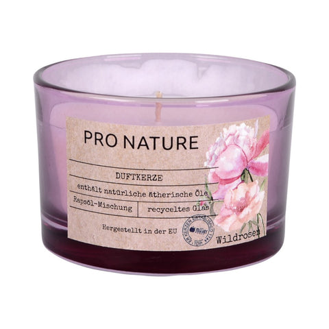 Dišeča sveča divja vrtnica kos