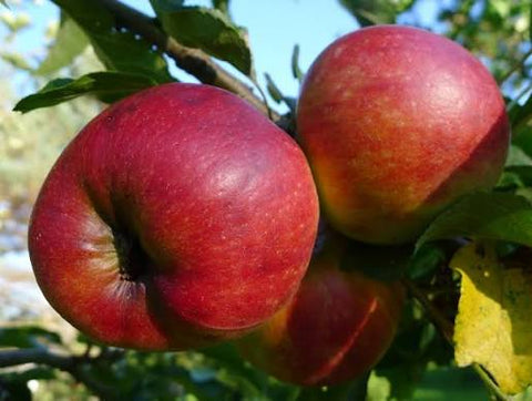 Sveža ekološka jabolka Red free kg