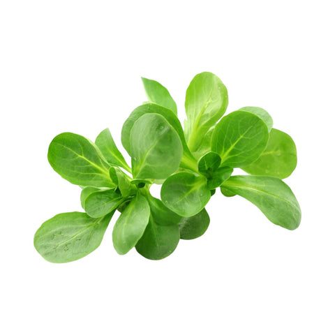 Sveži ekološki motovilec 125 g